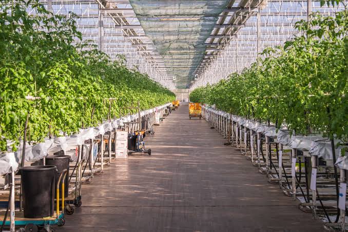 Controlled Environment Agriculture (CEA)