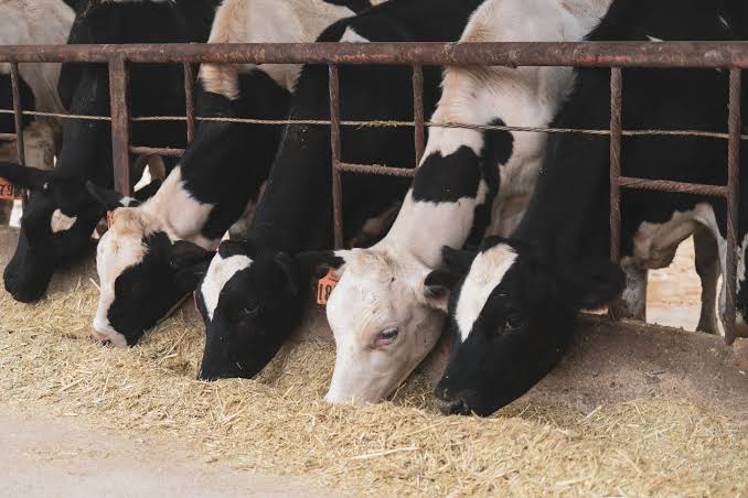 Animal Nutrition & Health